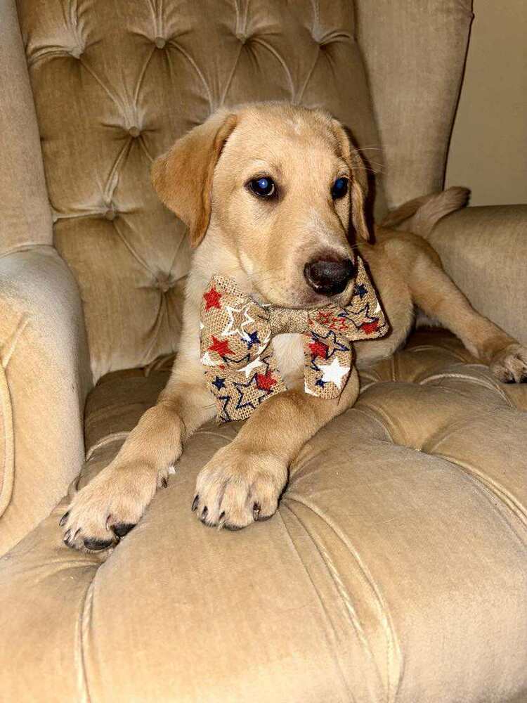 adoptable Dog in Palatine, IL named Sonny