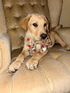 adoptable Dog in  named Sonny