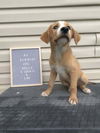 adoptable Dog in  named Kennedy