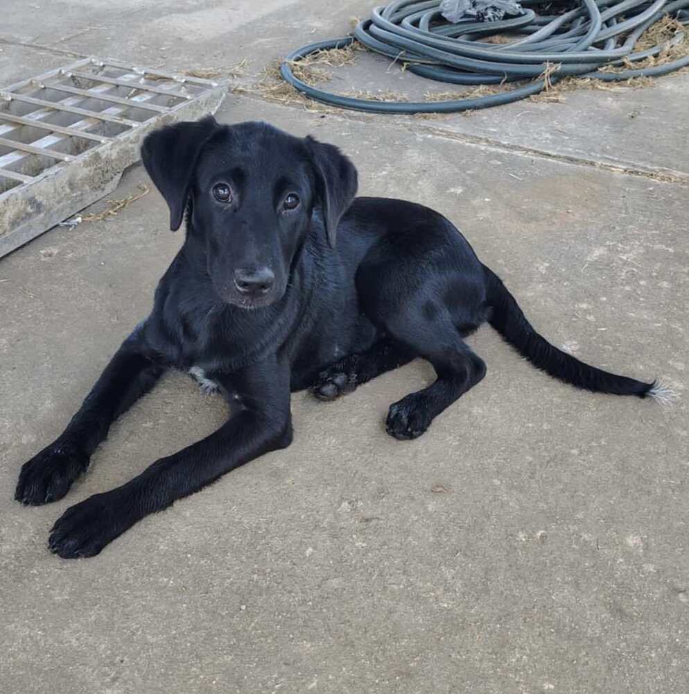 Martina - Labrador Retriever