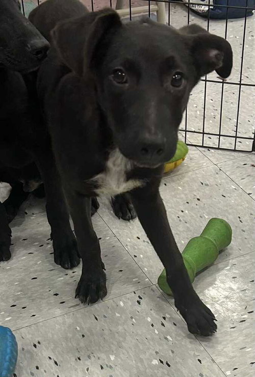 LOLLLIE - Labrador Retriever available for adoption
