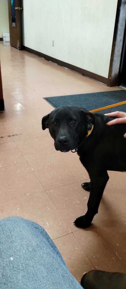 SHIBA - Labrador Retriever available for adoption