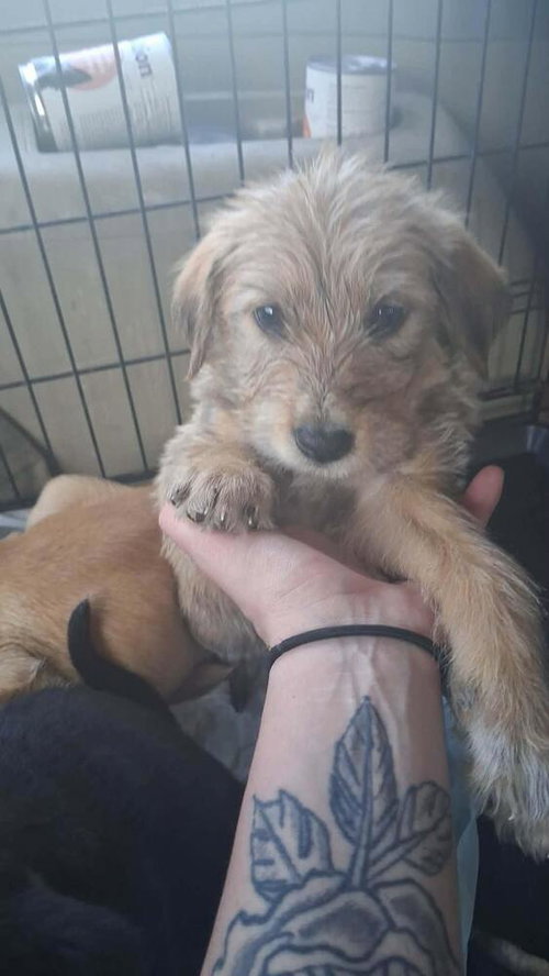 picture of the dog needing adoption