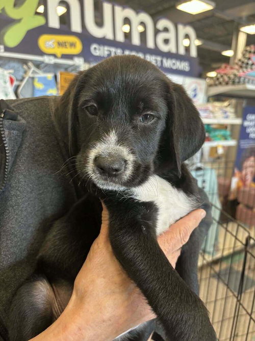 Peggy, an adoptable Terrier in Palatine/Kildeer/Buffalo grove, IL