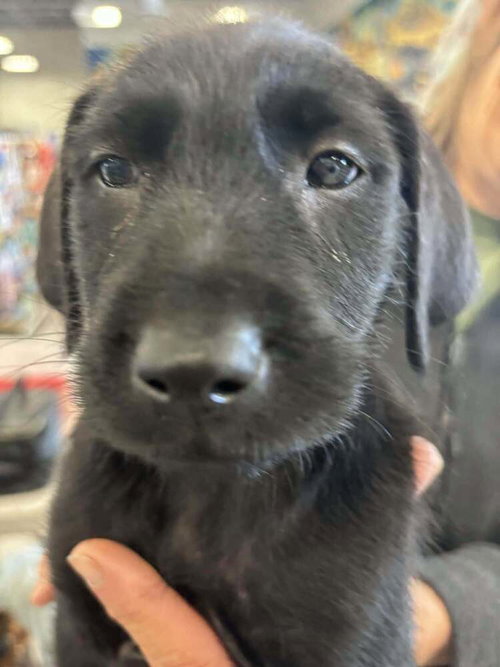 Peppi, an adoptable Labrador Retriever in Palatine/Kildeer/Buffalo grove, IL