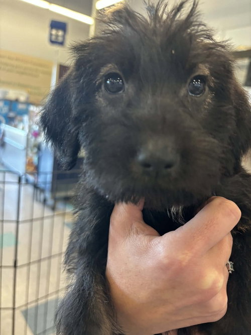 Pamela, an adoptable Terrier in Palatine/Kildeer/Buffalo grove, IL