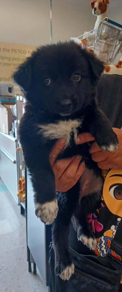Laily, an adoptable Retriever in Palatine/Kildeer/Buffalo grove, IL