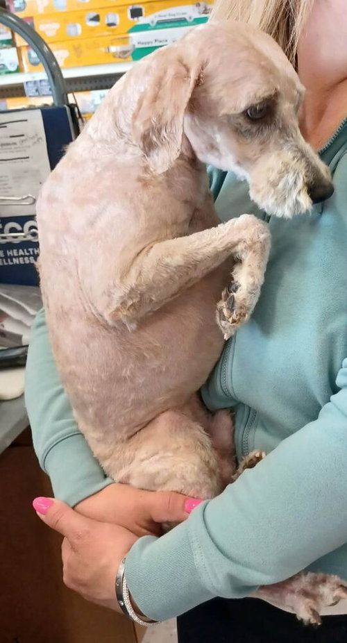 carl, an adoptable Poodle in Palatine/Kildeer/Buffalo grove, IL