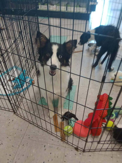 Allen, an adoptable Border Collie in Palatine/Kildeer/Buffalo grove, IL