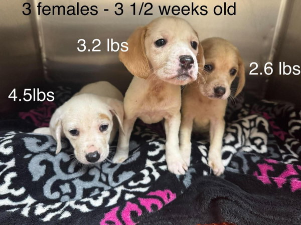 Lucy Lacy and Lana left to right