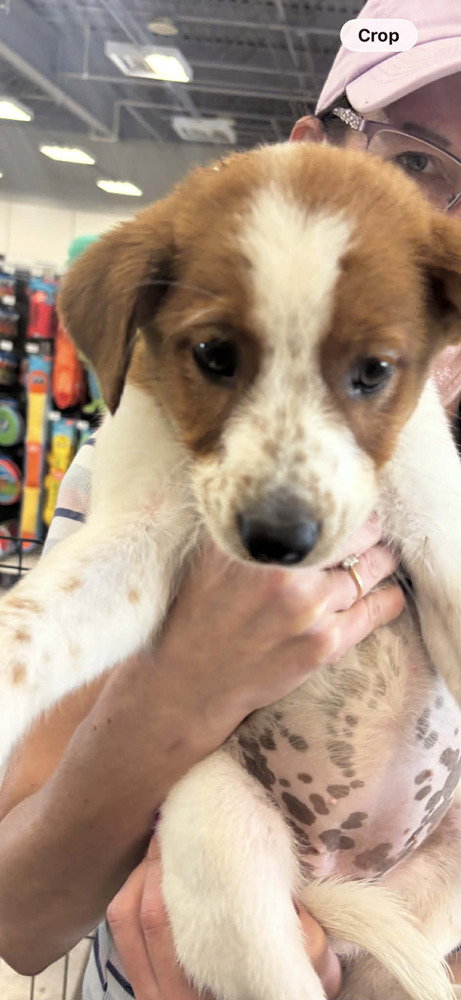 alish, an adoptable Retriever in Palatine/Kildeer/Buffalo grove, IL