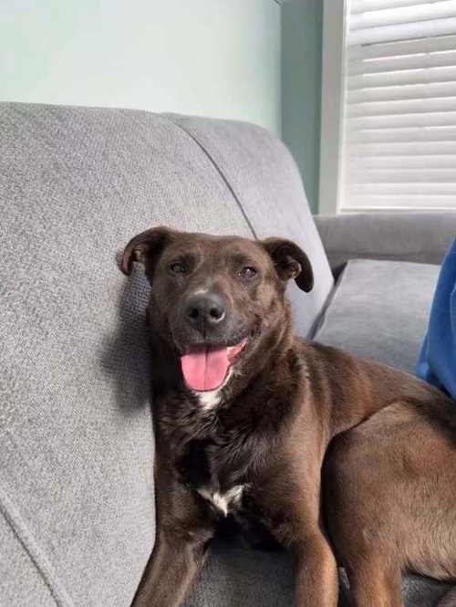 Doshas, an adoptable Labrador Retriever in Palatine/Kildeer/Buffalo grove, IL