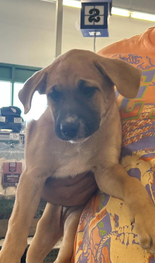 Sally, an adoptable Labrador Retriever in Palatine/Kildeer/Buffalo grove, IL
