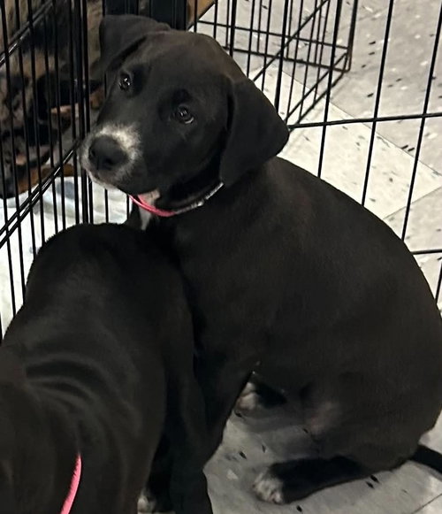 Sonia, an adoptable Labrador Retriever in Palatine/Kildeer/Buffalo grove, IL