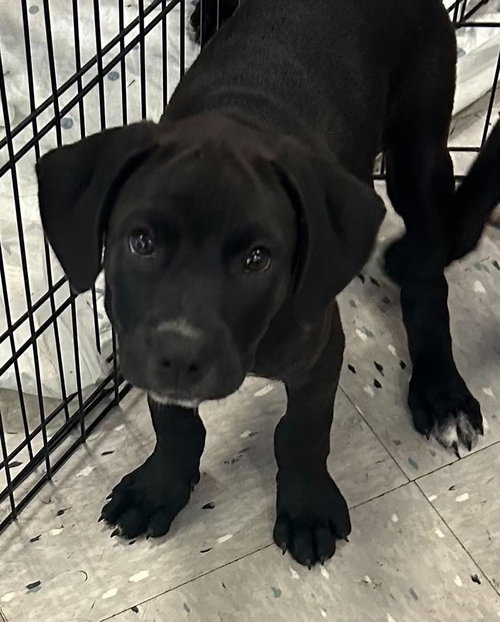 Sabrina, an adoptable Labrador Retriever in Palatine/Kildeer/Buffalo grove, IL
