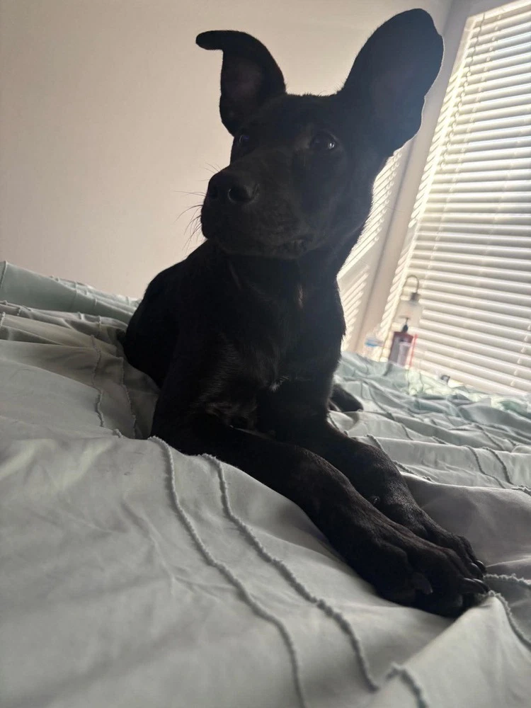 Oliver