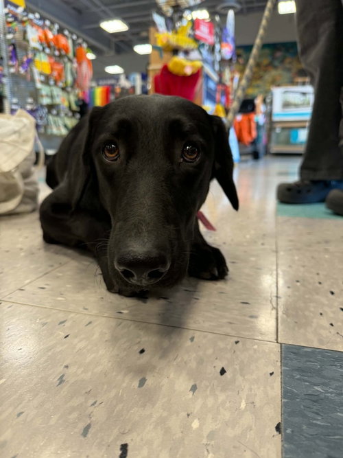 Addison2, a dog for adoption from Fortunate Pooches and Lab Rescue