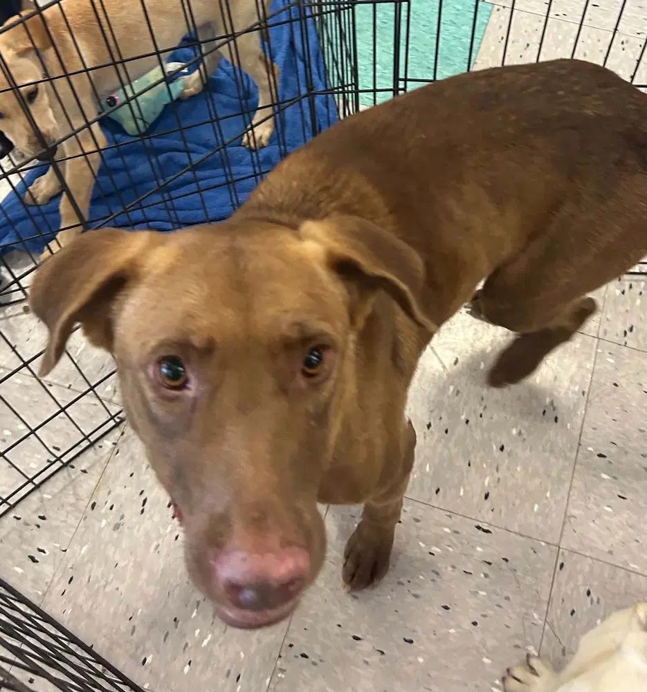 Porche - Labrador Retriever