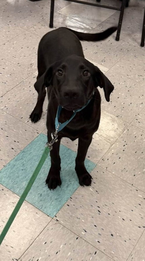 Loyd, a dog for adoption from Fortunate Pooches and Lab Rescue