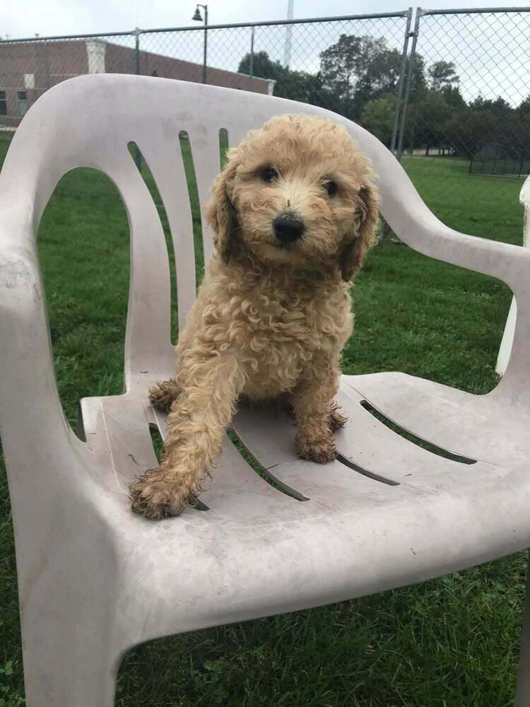 Lizzy, Poodle (Miniature)