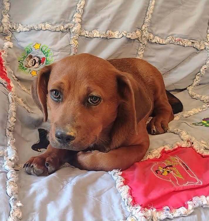 Belize - Labrador Retriever