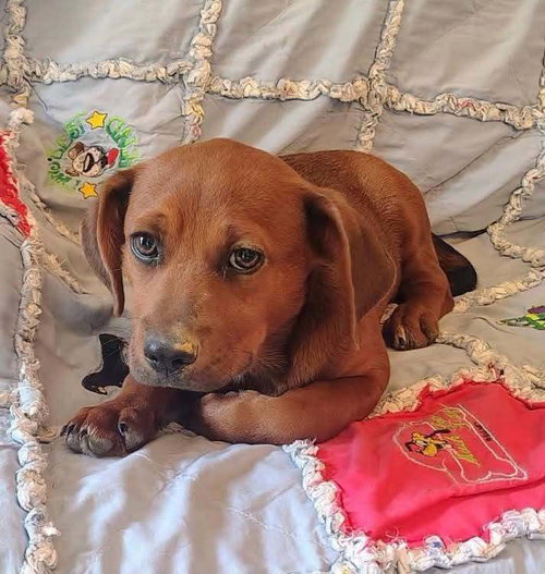 Belize, a dog for adoption from Fortunate Pooches and Lab Rescue