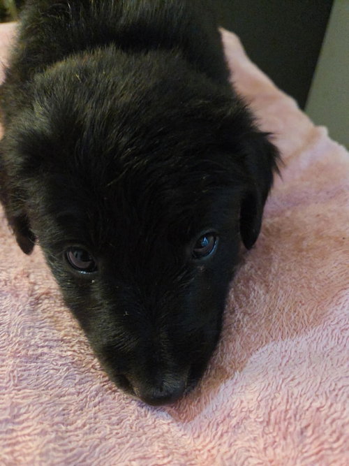Valerie, a dog for adoption from Fortunate Pooches and Lab Rescue
