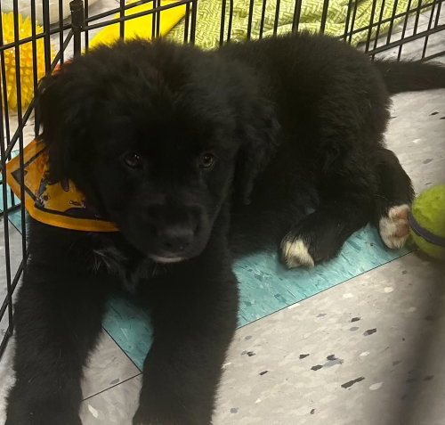 Theo, a dog for adoption from Fortunate Pooches and Lab Rescue