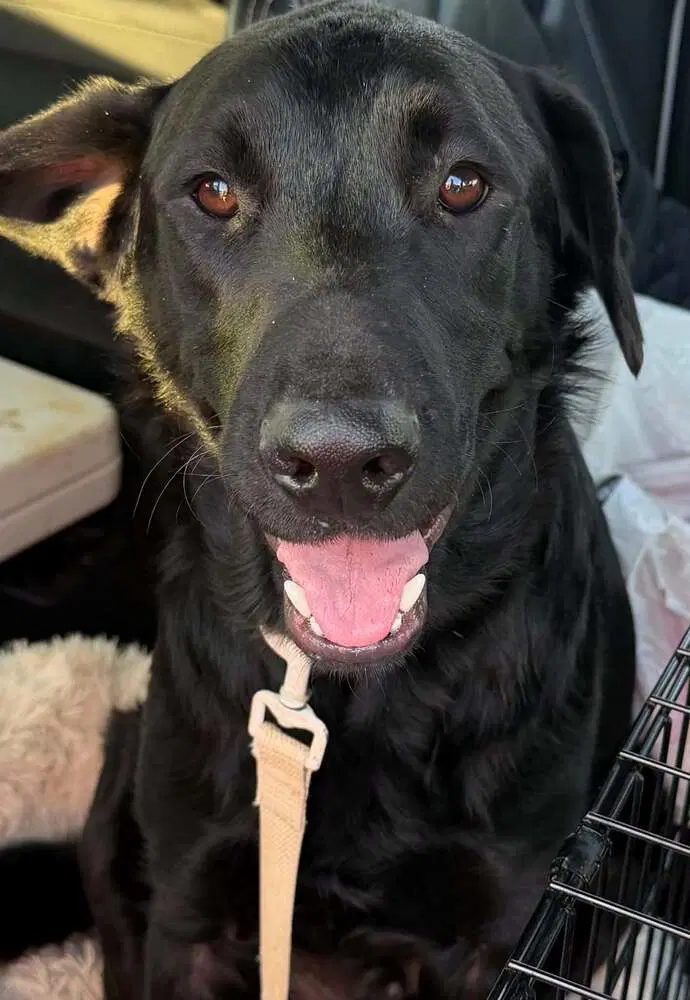 Colin - Labrador Retriever