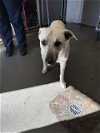 adoptable Dog in oakdale, CA named *LEO