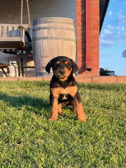 Miley - Queensland Heeler