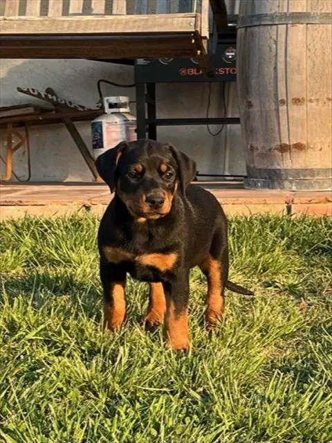 Morgan - Queensland Heeler