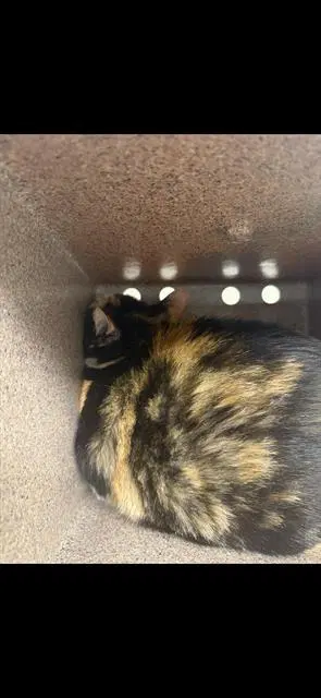 Juno - Domestic Short Hair