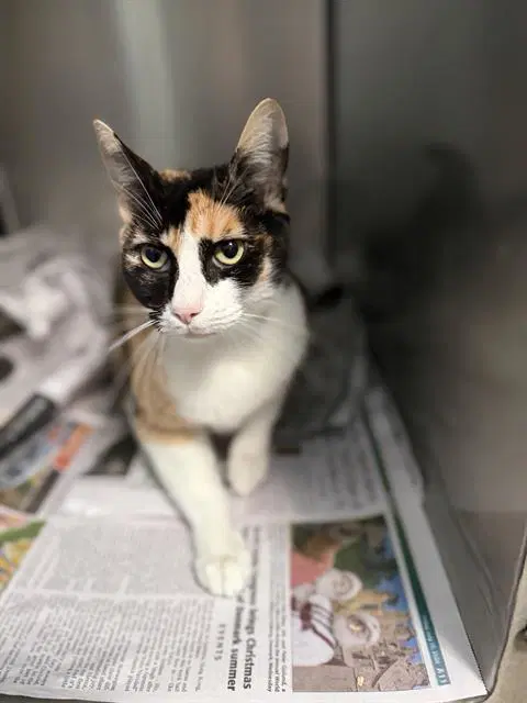 Juno - Domestic Short Hair