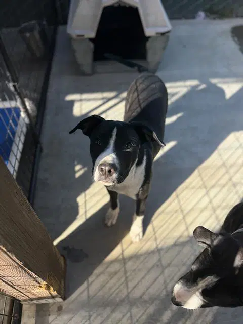 Lou - Pit Bull Terrier