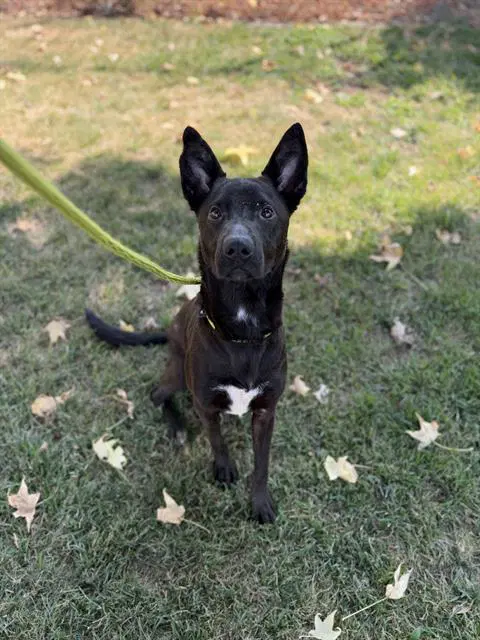 Lena image 1