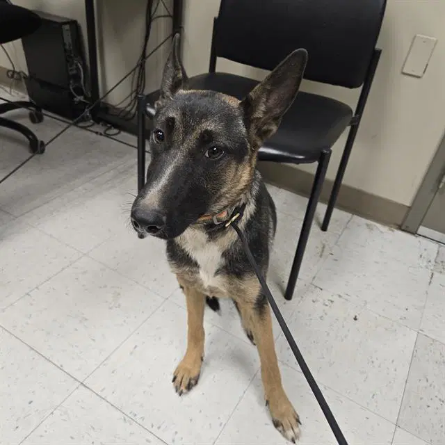 Liv - German Shepherd Dog
