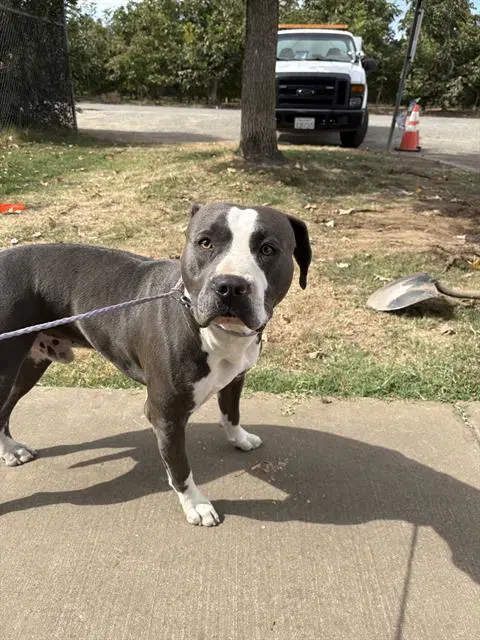 Stan - Pit Bull Terrier