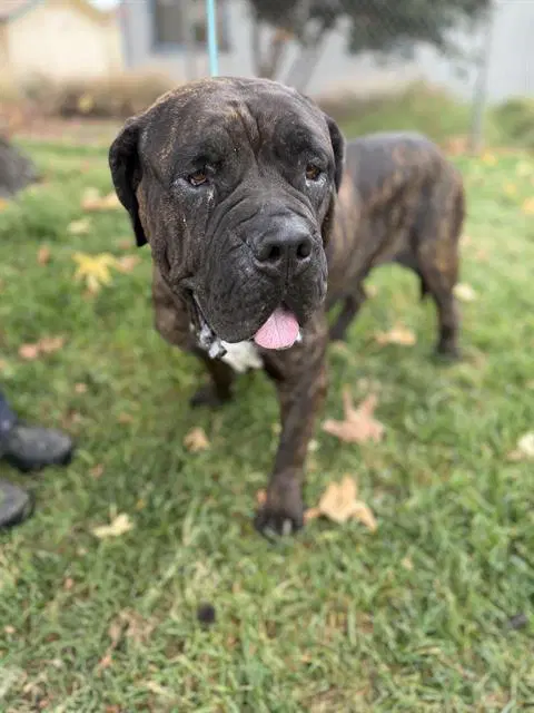 Medusa - Mastiff