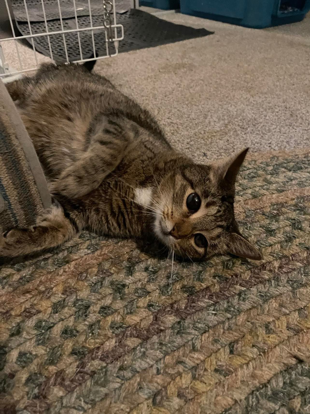 adoptable Cat in Cincinnati, OH named Clover - lap cat