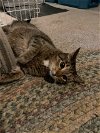 adoptable Cat in  named Clover - lap cat