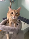 adoptable Cat in Cincinnati, OH named Garrett