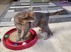 adoptable Cat in Cincinnati, OH named Smokey Joe