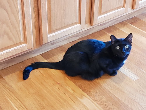 LEMON MERINGUE PIE - Domestic Short Hair available for adoption