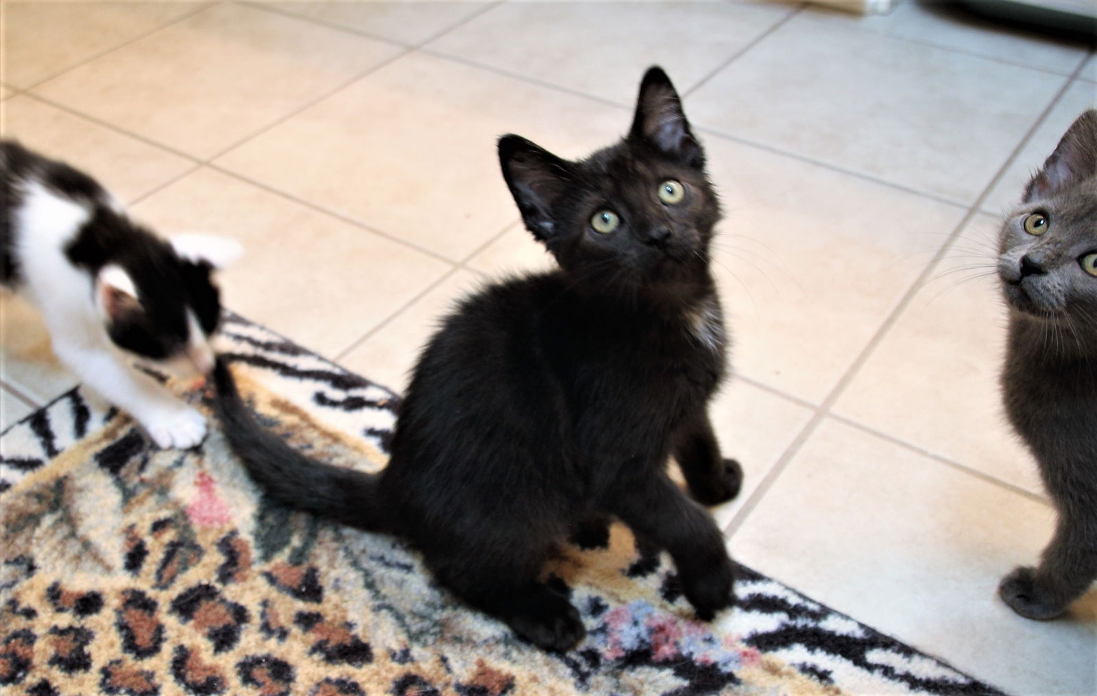 adoptable Cat in Cincinnati, OH named Lemon Meringue Pie