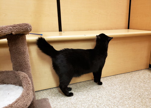 Obi-Wan Catnobi, an adoptable Domestic Short Hair in Cincinnati, OH