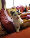 Catman - Photo 11