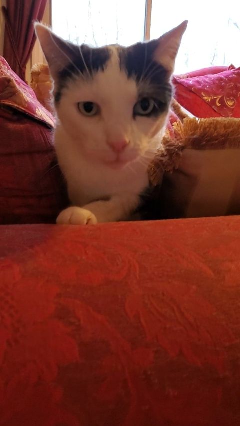 Catman