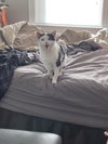 Catman - Photo 6