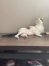 Catman - Photo 8